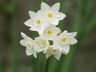 �y�[�p�[�z���C�g�i����j