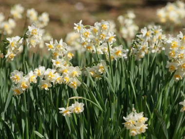 �X�C�Z�� �i����j