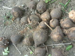 ����̋���