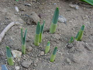 ���b�p�Y�C�Z������̗t