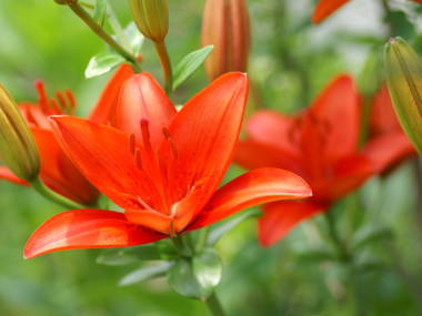 �X�J�V�����i�ԁj