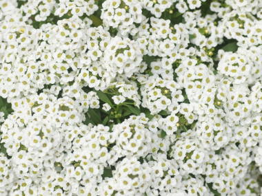 �X�C�[�g�A���b�T��