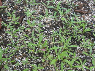 ��܂���1�������炢�i�X�C�[�g�A���b�T���j