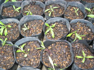 ���A���i�X�C�[�g�A���b�T���j