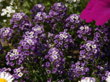 �X�C�[�g�A���b�T���i���j