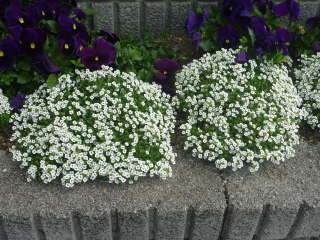 �t�ɂȂ�Ƒ�R�炭�X�C�[�g�A���b�T��