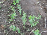 ��܂���̕c�i�X�C�[�g�s�[�j