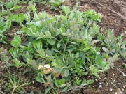 �z�~���̕c�i�X�C�[�g�s�[�j