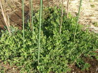 �x���i�X�C�[�g�s�[�j