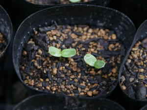 �|�b�g�܂�