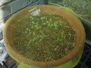 �h���l�b�g