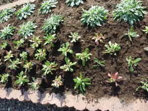 �c�̐A���t��