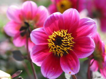 �V���O���炫