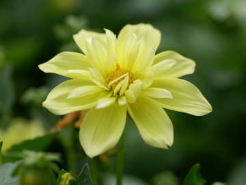 �R�����b�g�炫