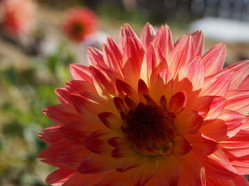 �f�R���f�B�u�炫