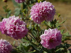 ���փ_���A