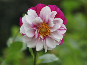 �K�[�f���_���A