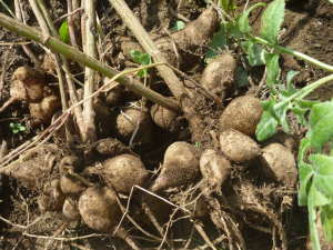 �_���A�̌@��グ