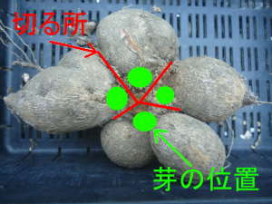 �_���A�̕���