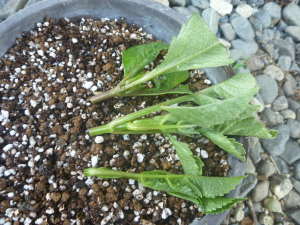 �_���A�̑}����