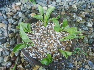 �_���A�̑}����