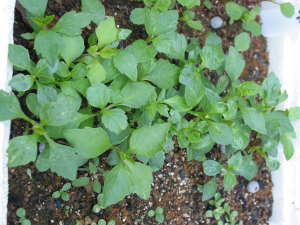 �_���A�̎�܂�