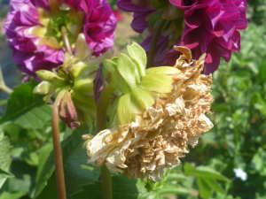 �_���A�̉Ԃ���