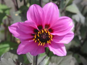 �K�[�f���_���A