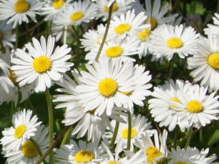 �C���O���b�V���f�[�W�[