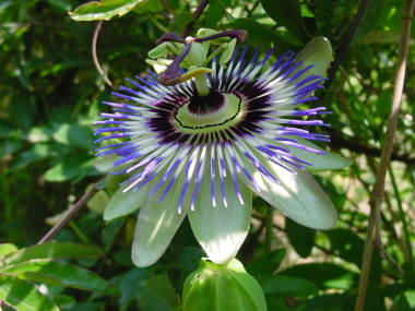 �g�P�C�\�E