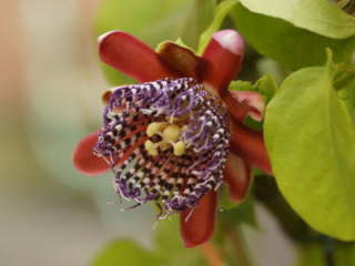 �A���^�̉ԁi�g�P�C�\�E�j