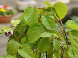 �A���^�̗t�i�g�P�C�\�E�j