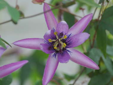 �g�P�C�\�E