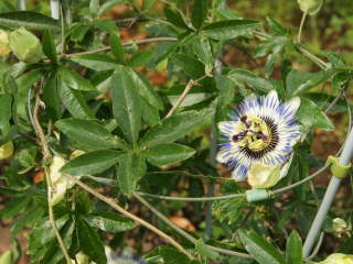 �J�G�����A�̉ԂƗt�i�g�P�C�\�E�j