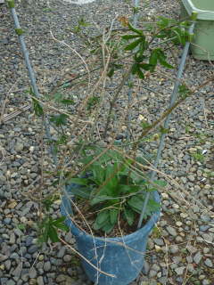 �A���ւ��O�i�g�P�C�\�E�j