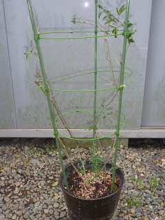 �A���ւ���i�g�P�C�\�E�j