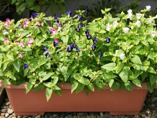 �v�����^�[�̃g���j�A