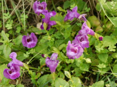 �g���j�A�E�R���J���[�iT.concolor�j