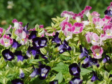 �g���j�A�E�t���j�G���iT.fournieri�j