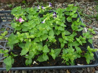 �|�b�g�c�i�g���j�A�j