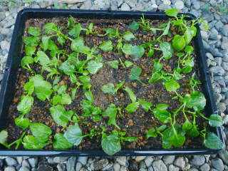 �}����i�g���j�A�j