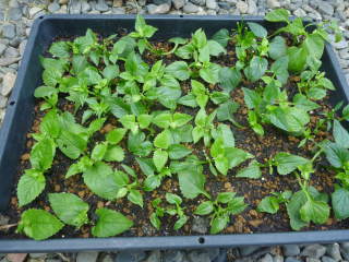 ���A���O�i�}���肵���g���j�A�j