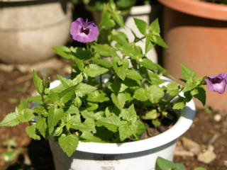 �g���j�A�E�R���J���[�̔��A��