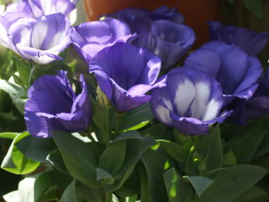 �g���R�M�L���E