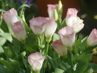 �g���R�M�L���E