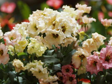 �g���R�M�L���E