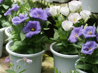 �g���R�M�L���E