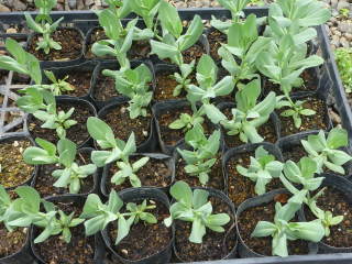 �g���R�M�L���E�̕c