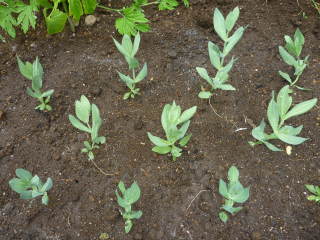 ��̐A���t���i�g���R�M�L���E�j