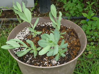 ���̐A���t���i�g���R�M�L���E�j